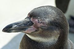 humboldtpinguin