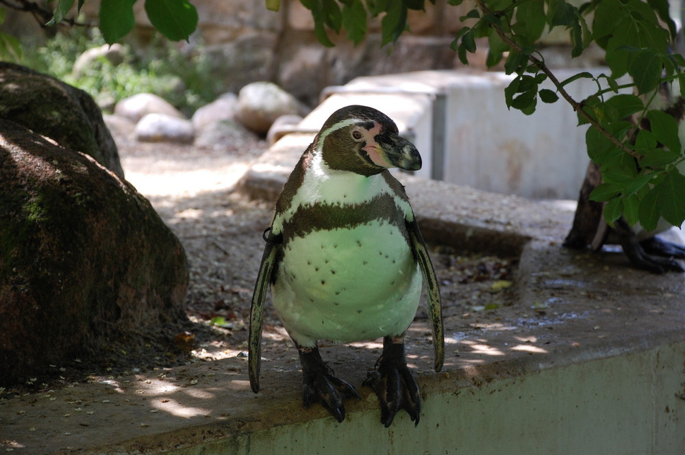 Humboldtpinguin