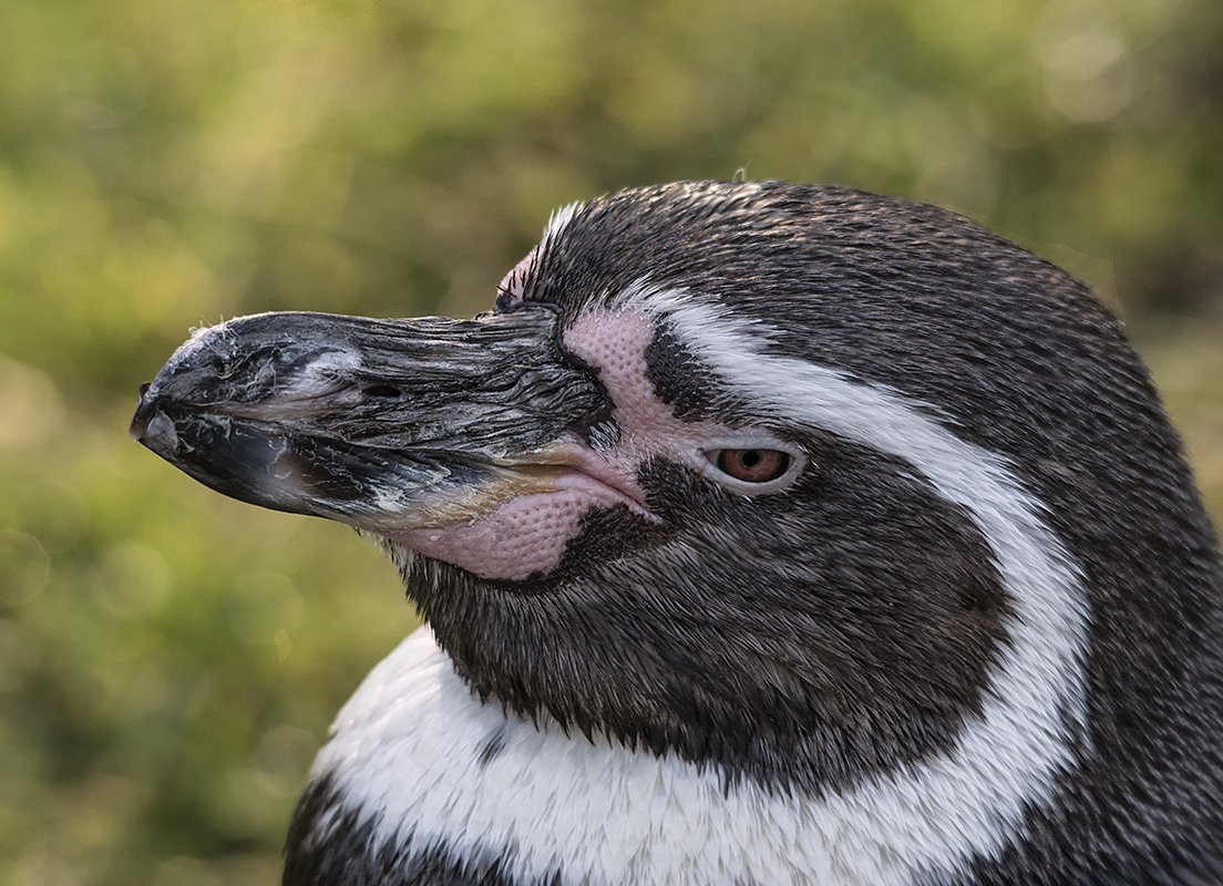 Humboldtpinguin