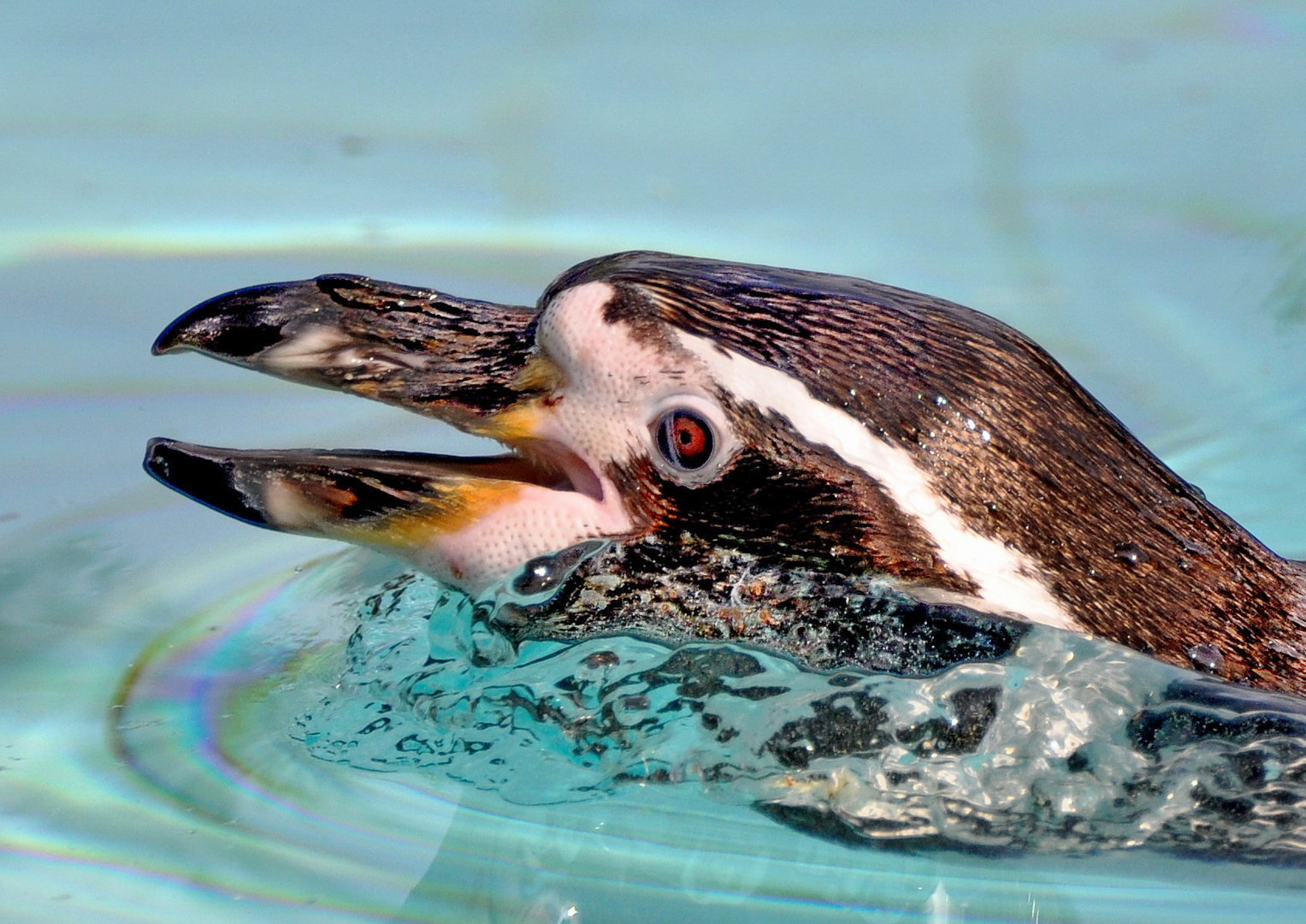 Humboldtpinguin