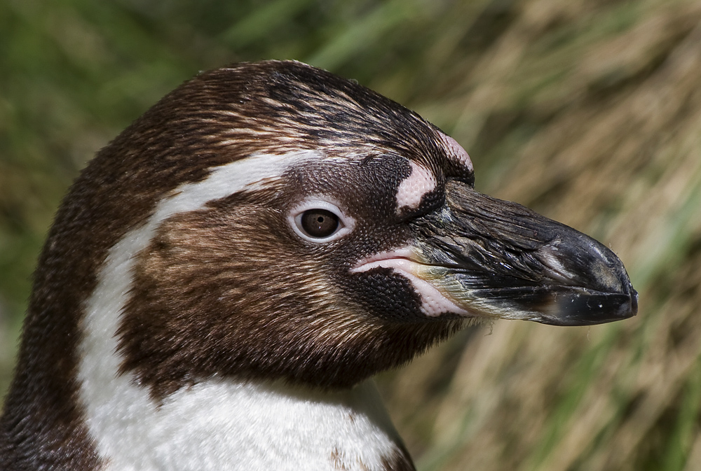 Humboldtpinguin