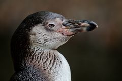 Humboldtpinguin