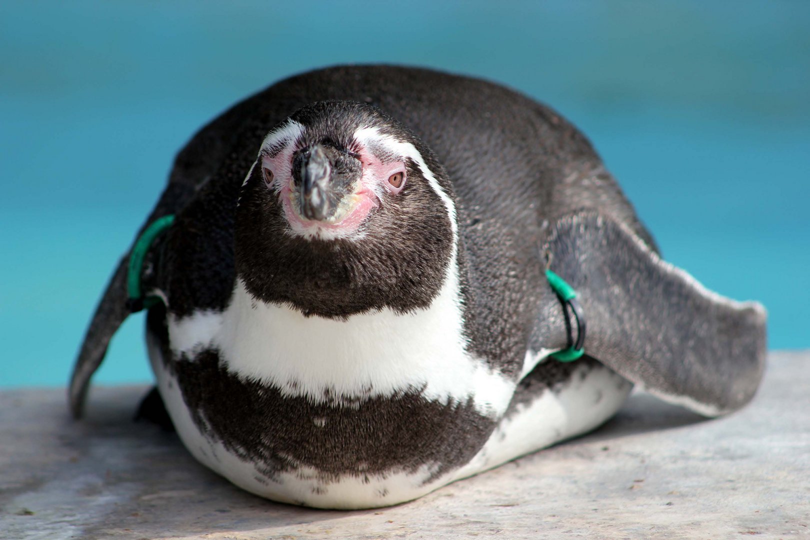 Humboldtpinguin im Kölner Zoo