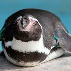 Humboldtpinguin im Kölner Zoo