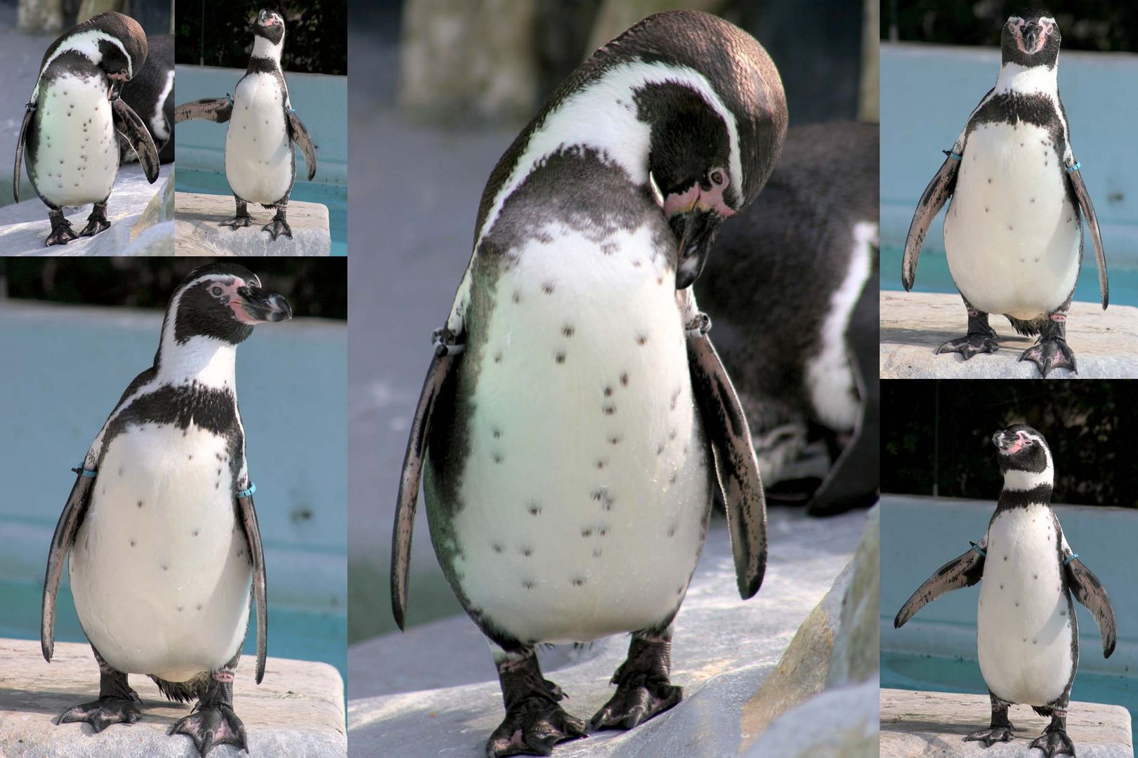 Humboldtpinguin im Kölner Zoo (2)