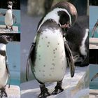 Humboldtpinguin im Kölner Zoo (2)