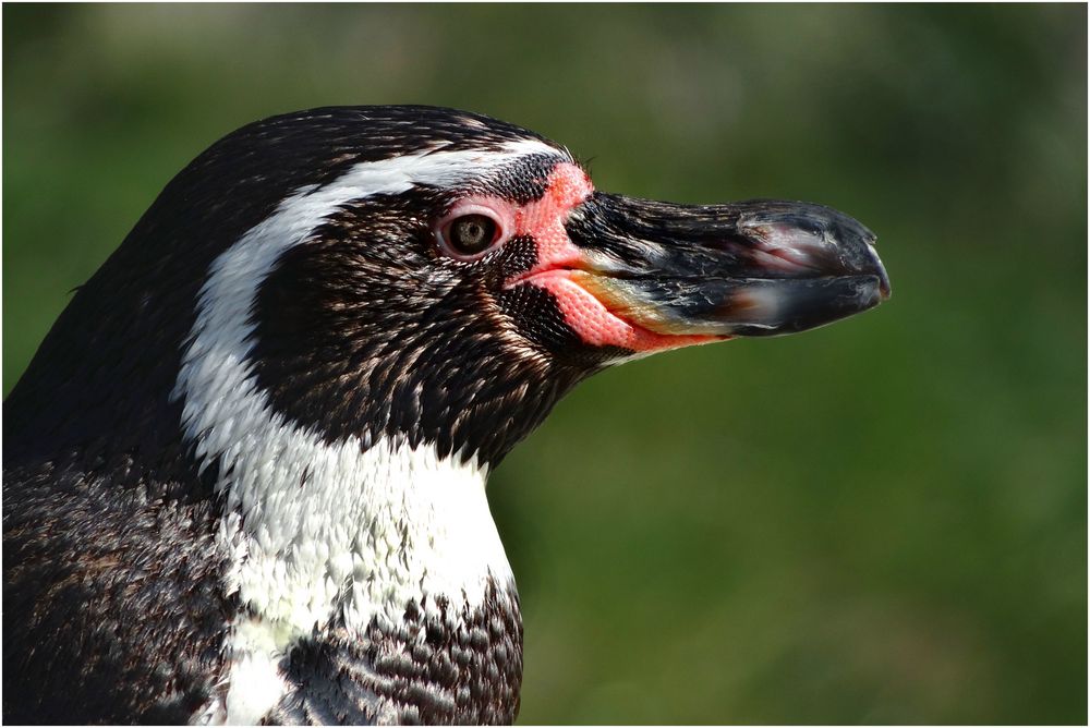 Humboldtpinguin - Kopf (ZOO Neuwied)