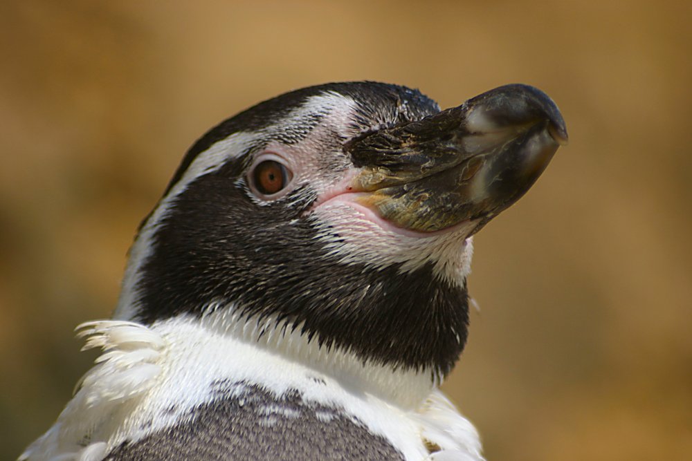 Humboldtpinguin (Spheniscus humboldti)