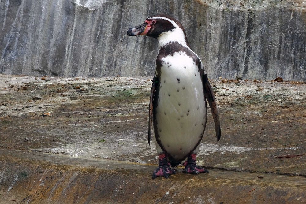 Humboldtpinguin (Zoo Neuwied)