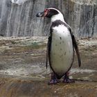 Humboldtpinguin (Zoo Neuwied)