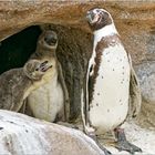 Humboldtpinguine