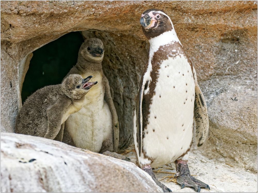 Humboldtpinguine