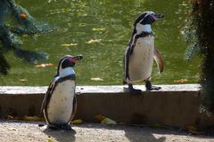 Humboldtpinguine