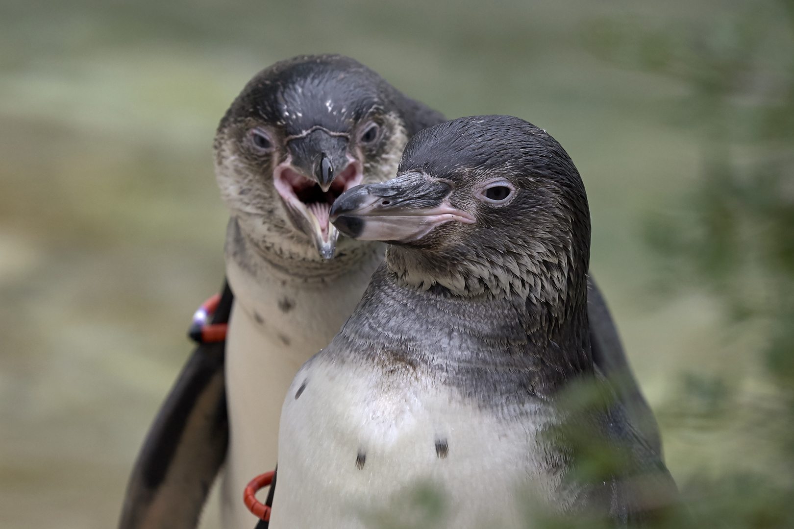 Humboldtpinguine