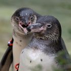 Humboldtpinguine