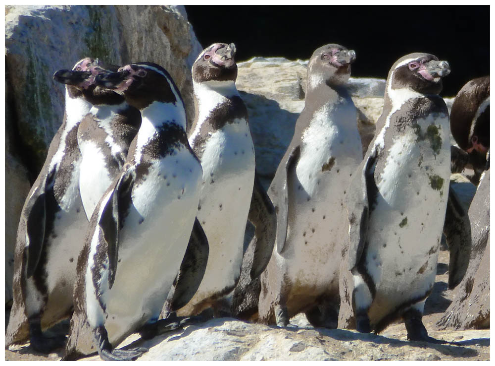 Humboldtpinguine