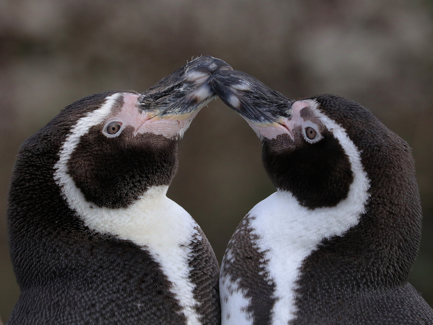 Humboldtpinguine, 8.12.2016