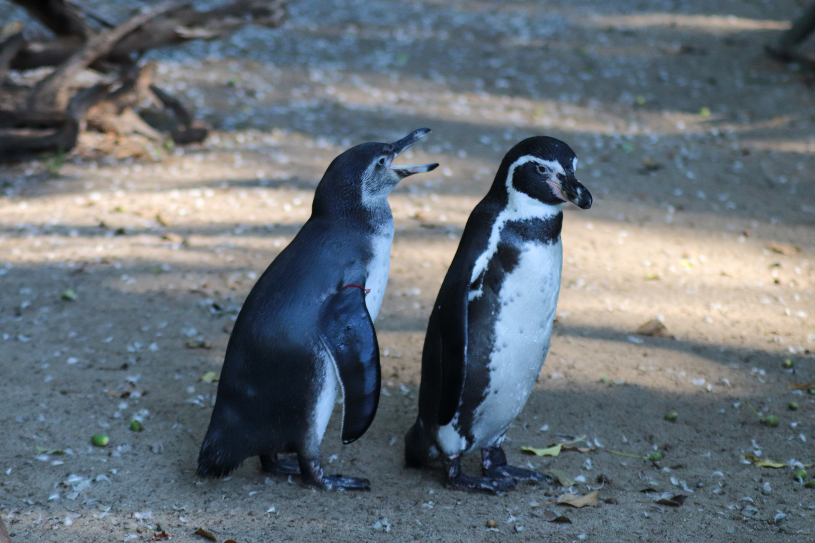 Humboldtpinguine