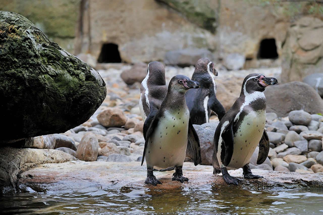 Humboldtpinguine