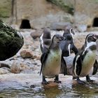 Humboldtpinguine