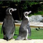 Humboldtpinguine (Neuwieder Zoo)