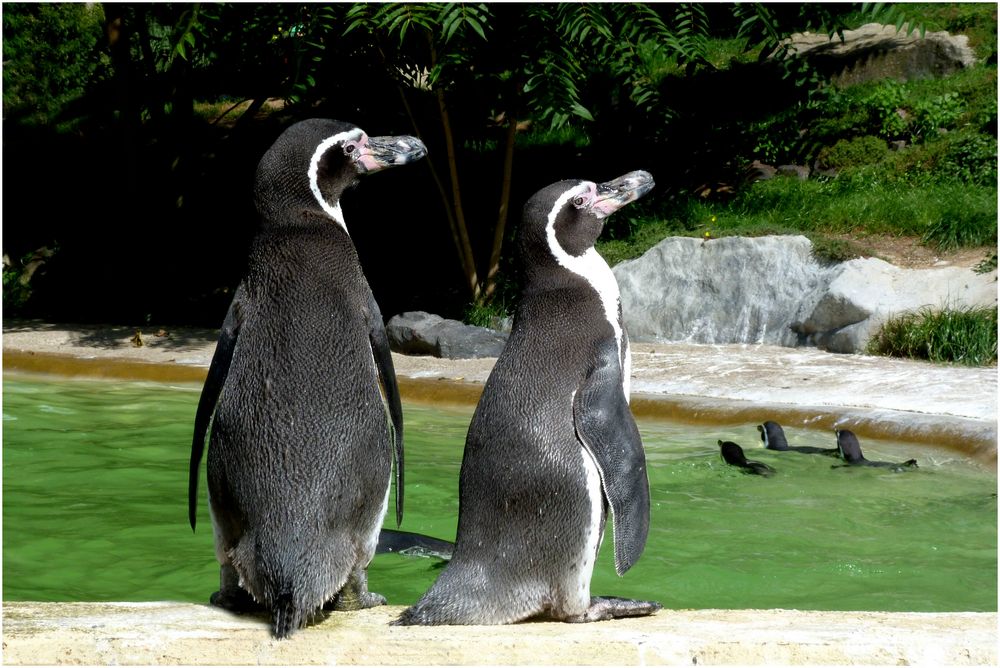 Humboldtpinguine (Neuwieder Zoo)