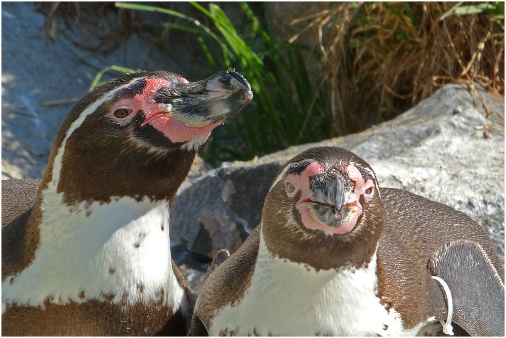 Humboldtpinguine (ZOO NEUWIED)