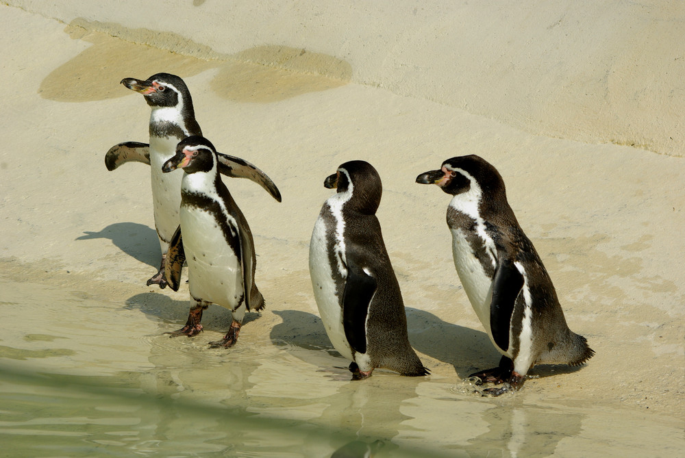 Humboldtpinguine (Zoo Neuwied / Rhein)