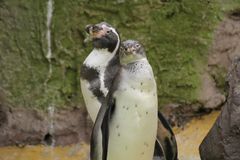 Humboltpinguine