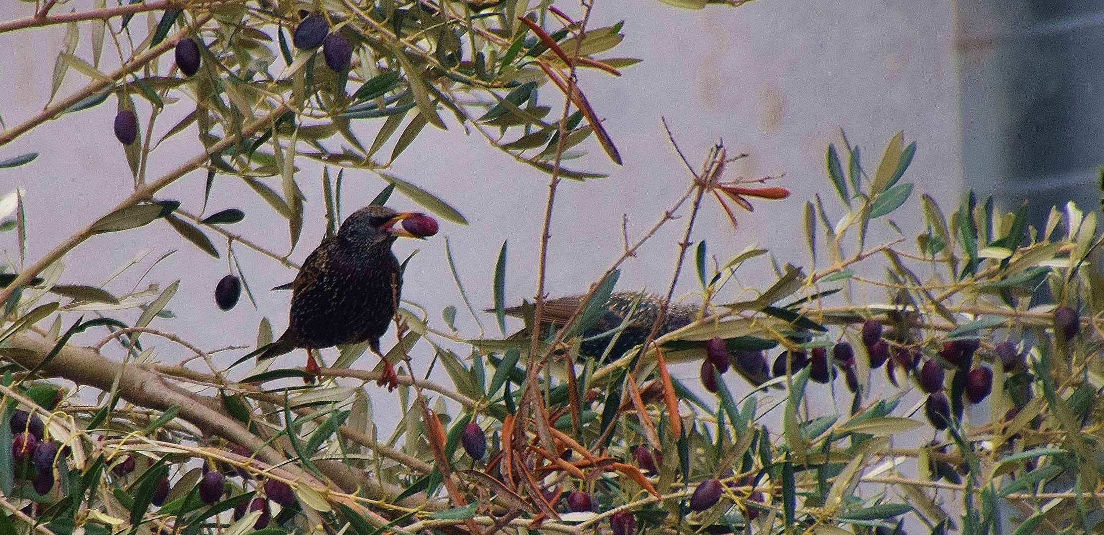 Hum...des olives!