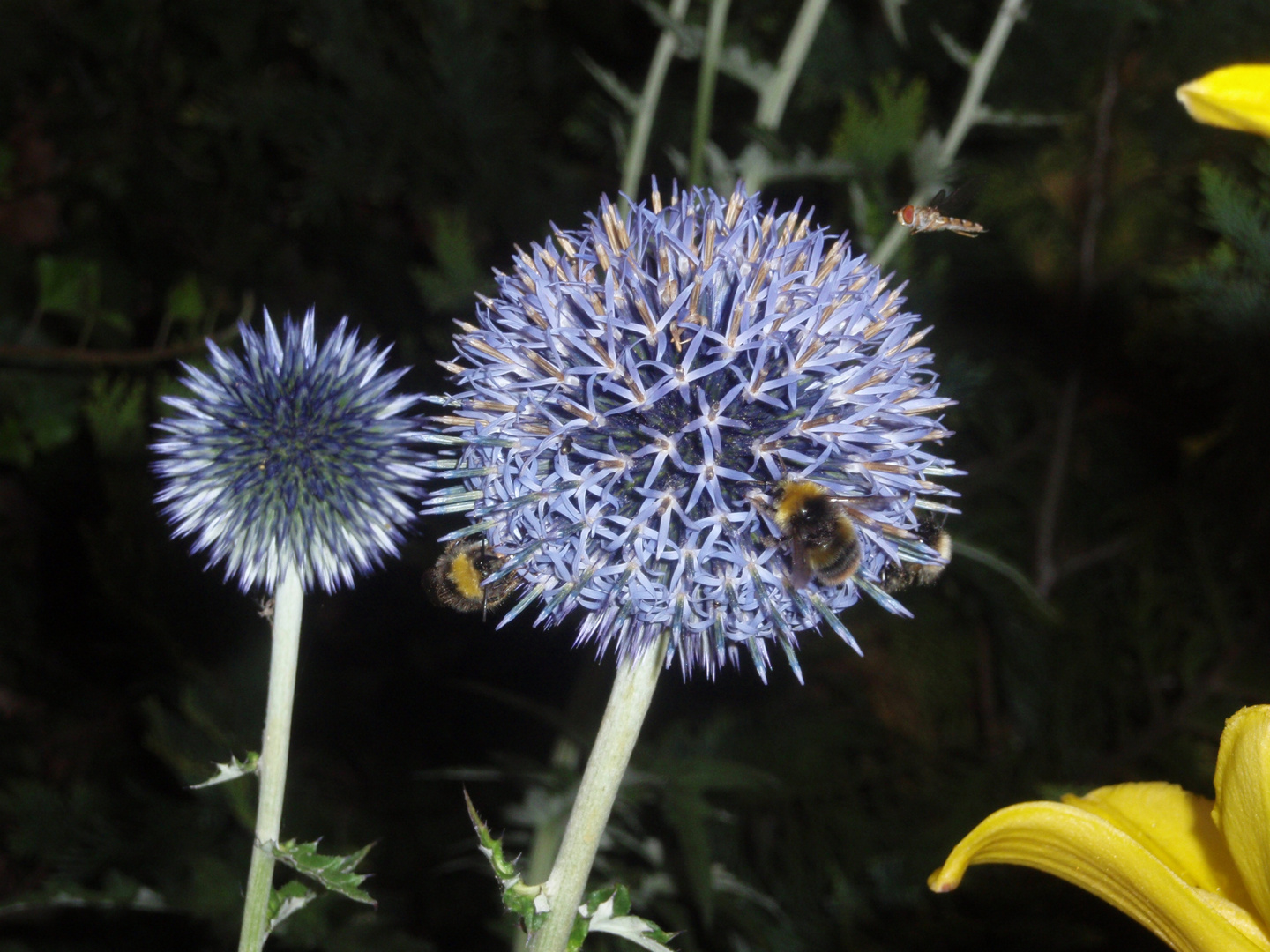 Humdi(Hummel mit Distel oder umgekehrt)