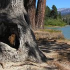 Hume Lake, Kalifornien