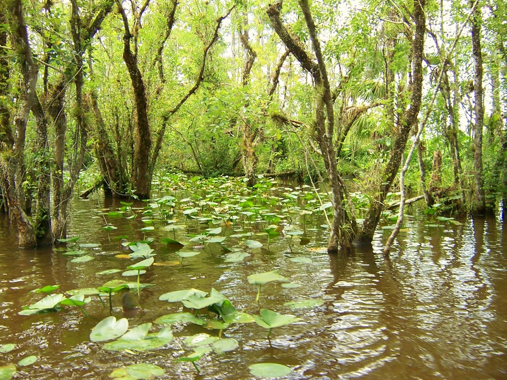 Humedal de Everglades, Florida