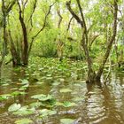 Humedal de Everglades, Florida