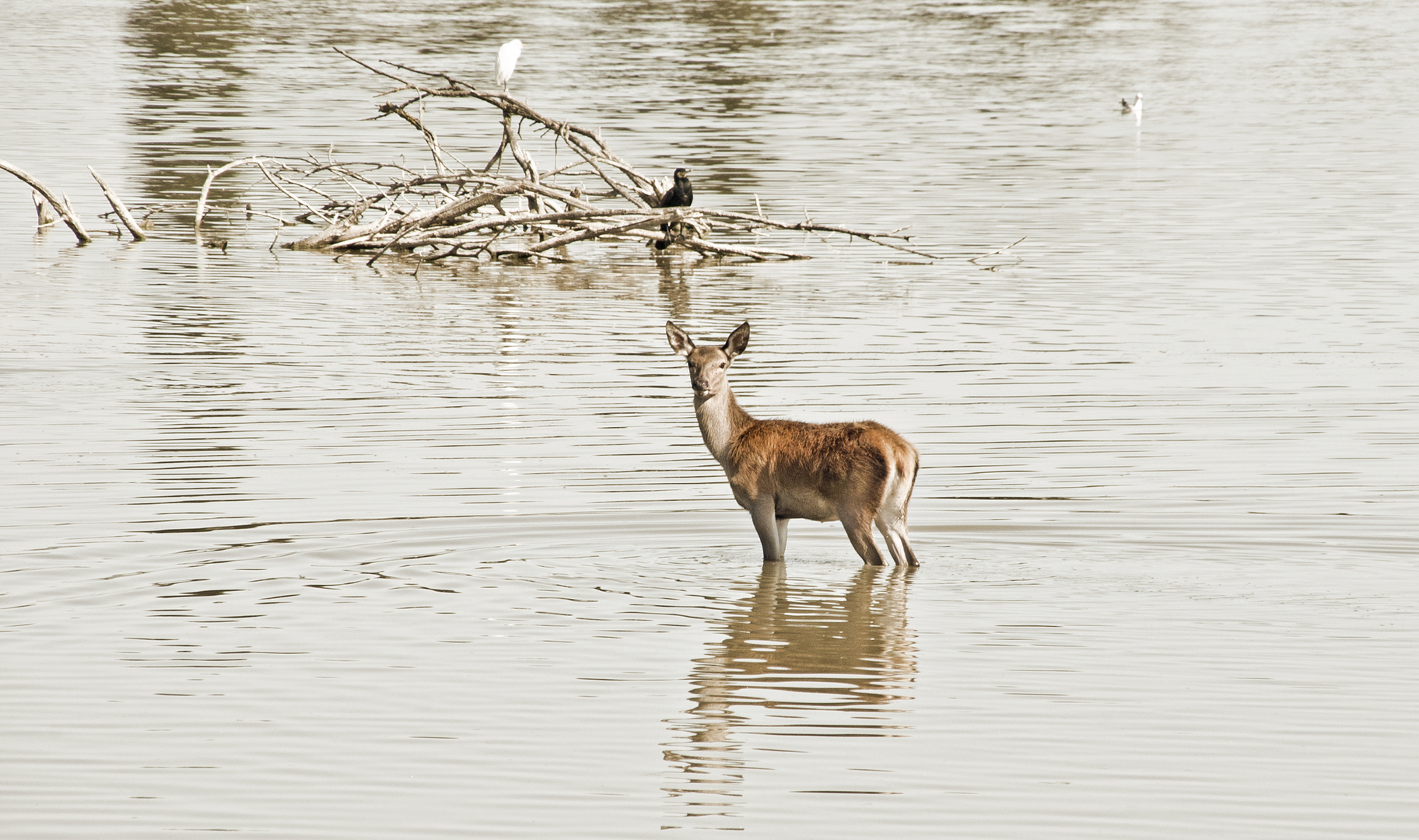 Humedal de Salburua. "Vitoria" ( BAMBI )