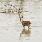 Humedal de Salburua. "Vitoria" ( BAMBI )