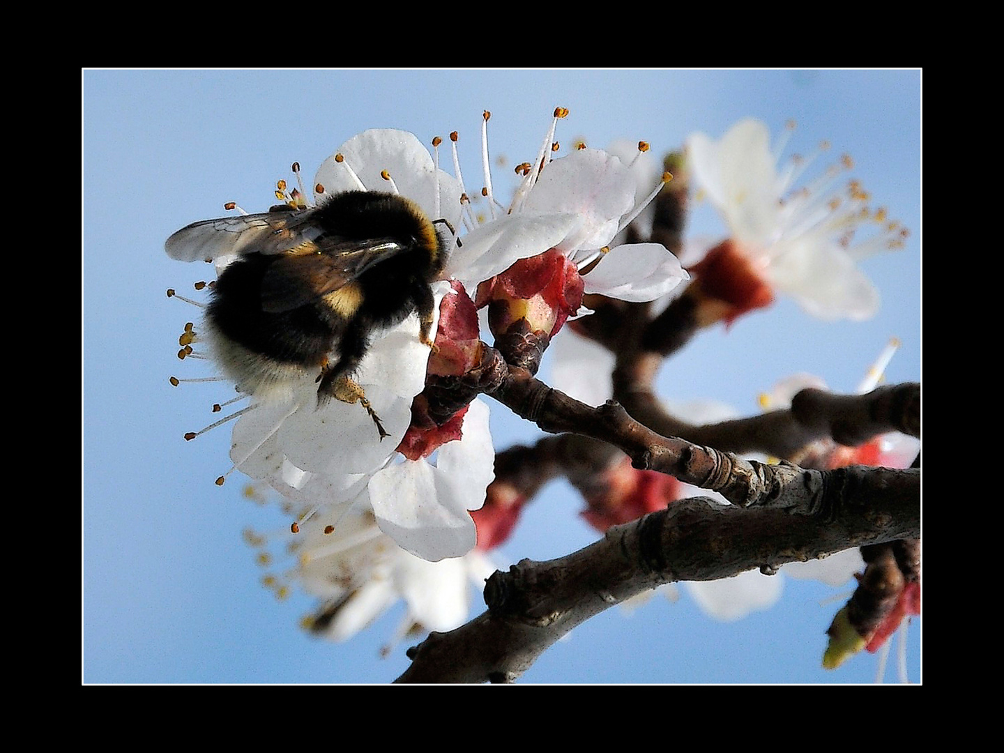 Humel auf Blüte