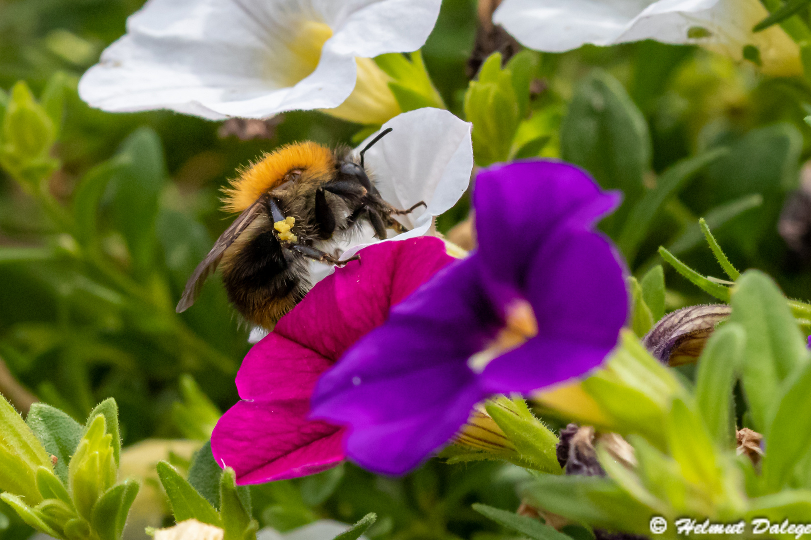 Humeln im Garten