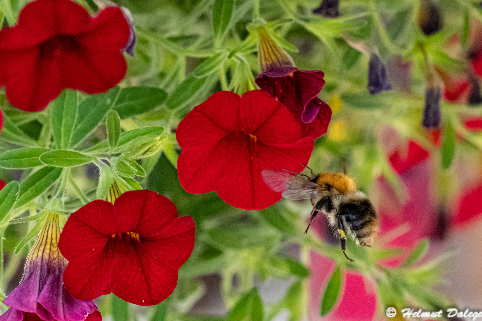 Humeln im Garten