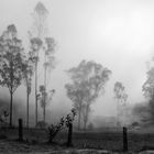 Humid forest