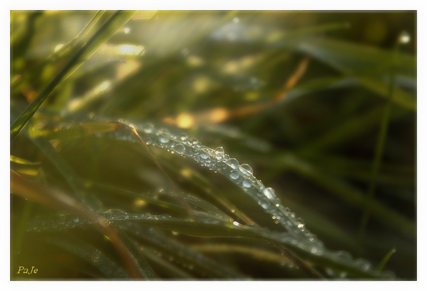 humidité, rosée, herbe