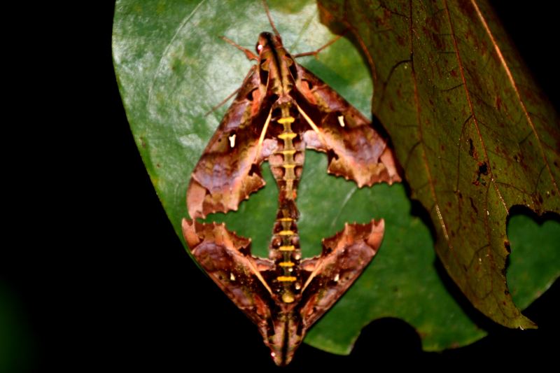 Humingbird moths night mate