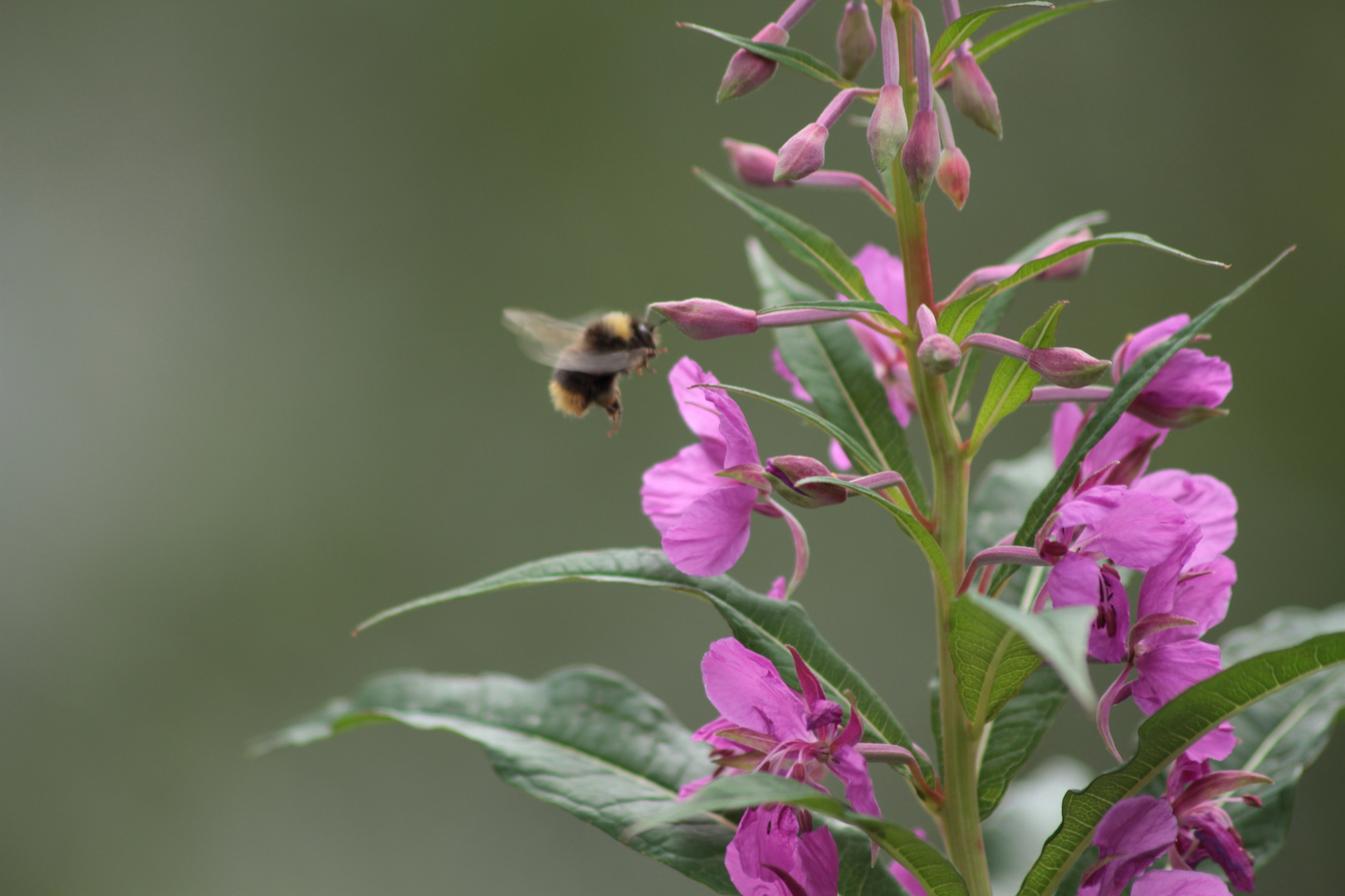 humle og blomster