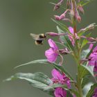 humle og blomster