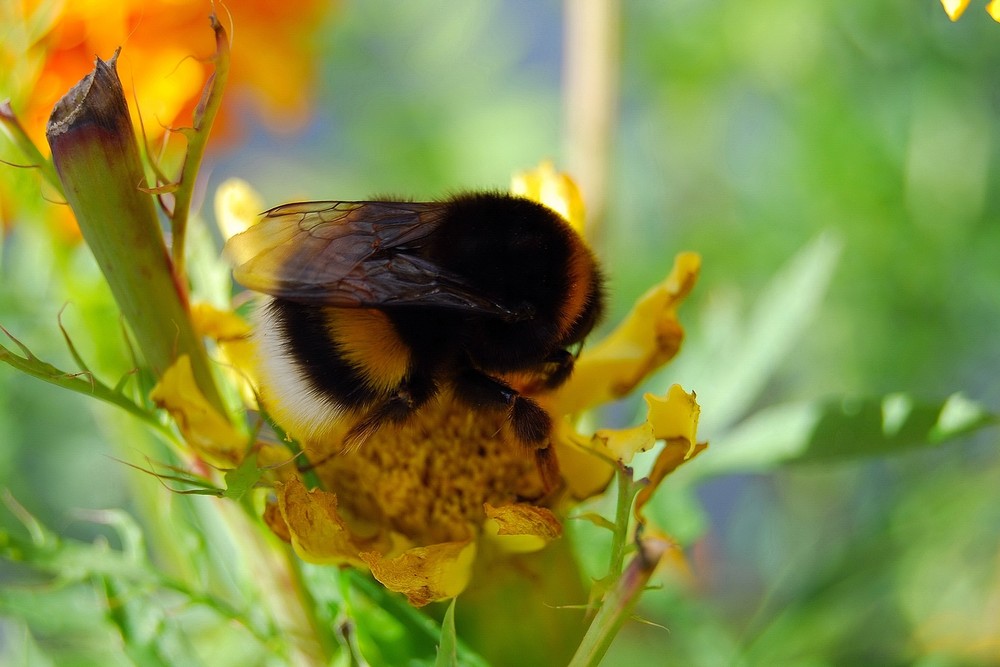 hummel Foto &amp; Bild tiere, wildlife, insekten Bilder auf
