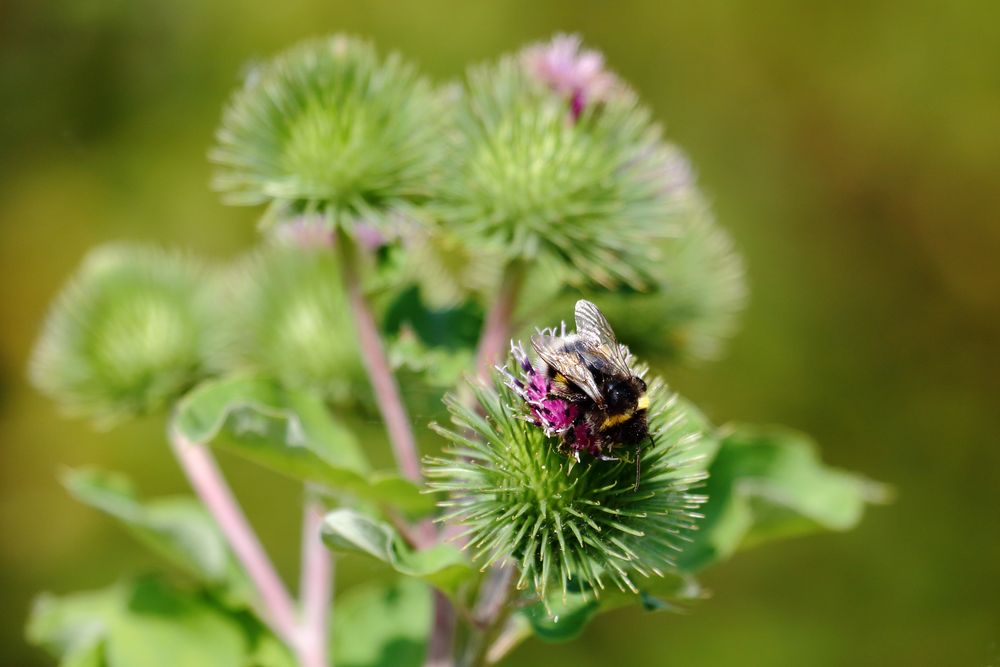 Hummel