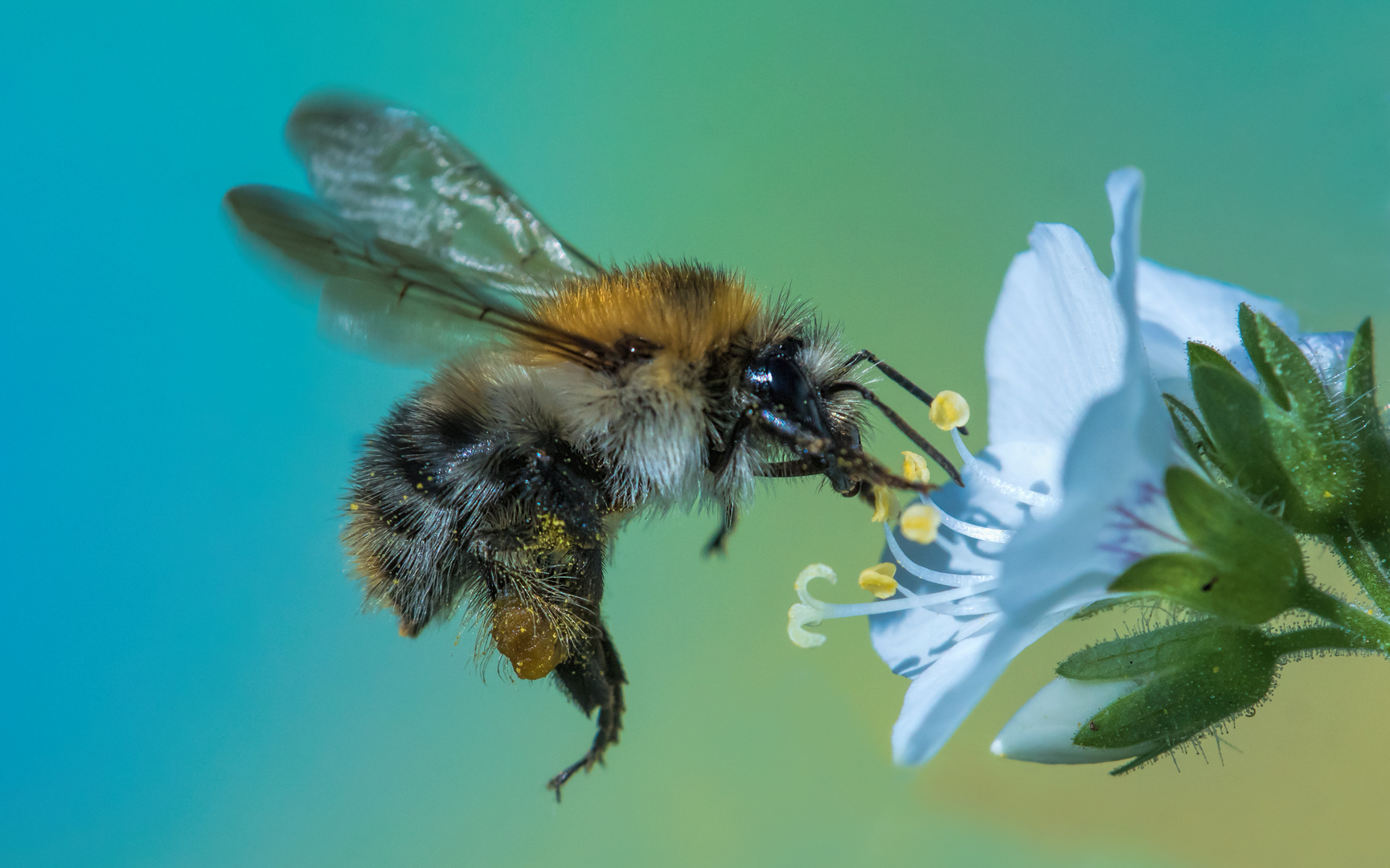 Hummel Foto & Bild | tiere, wildlife, insekten Bilder auf fotocommunity