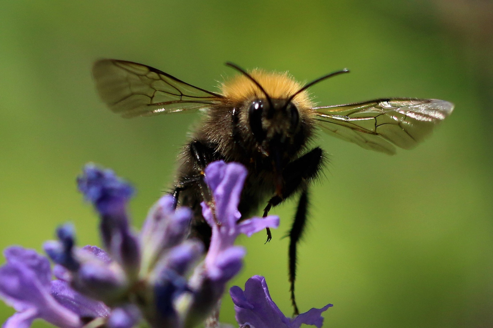 Hummel