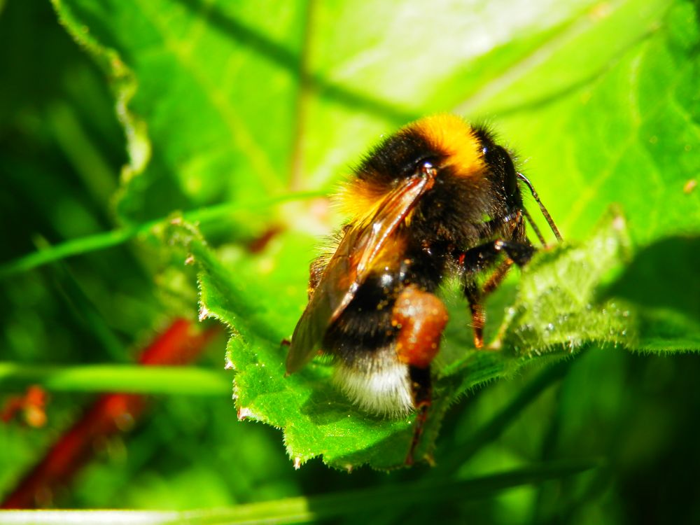 Hummel