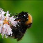 Hummel